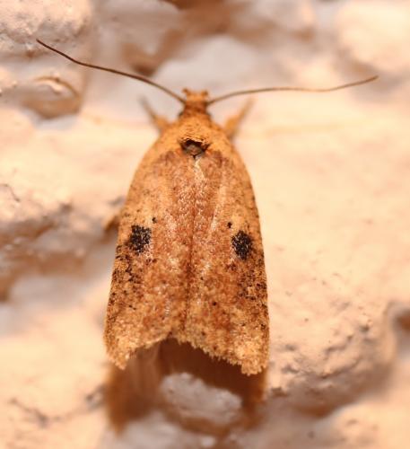 Réf. 310 636 : Agonopterix propinquella